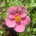 Potentilla Bella Rosa C2